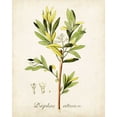 thumbnail image 2 of Unknown  15x18 Black Ornate Wood Framed with Double Matting Museum Art Print Titled - Antique Herb Botanical IV, 2 of 4