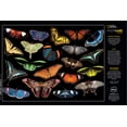 thumbnail image 2 of Buffalo Games 1500-Piece National Geographic Winged Jewels Interlocking Jigsaw Puzzle for Adults Ages 14+, 2 of 5