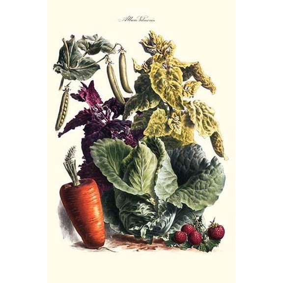 Vegetables; Cabbage, peas, strawberries, and carrot-Fine Art Canvas Print (20" x 30")