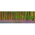 thumbnail image 2 of Krahmer, Frank 14x7 White Modern Wood Framed Museum Art Print Titled - Beech forest with bluebells, Hampshire, England, 2 of 4
