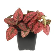 Expert Gardener Hypoestes 1PT Pink; Red; White Live Plants
