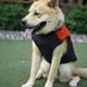 thumbnail image 4 of Chaleco de plumas para perros grandes, naranja, duradero para aventuras al aire libre (2XL), impermeable y acolchado, 4 of 8