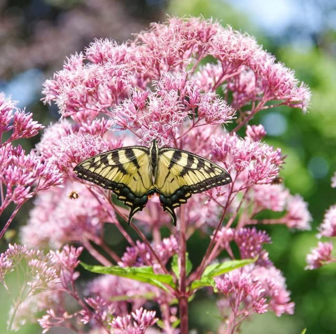 Filipendula Rubra | Queen of the Prairie | 20 Seeds