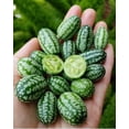 thumbnail image 1 of HJADGG Cucamelon Mouse Melon Seeds-50 Seeds Seeds, 1 of 5
