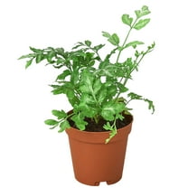 Pteris Ensiformis Silver LaceLive Plant for Indoor | Different Houseplants in 4'' & 6'' Pot | Real House Plant for Living Room, Office, Desk & Bathroom | [COMMON PLANT NAMES]