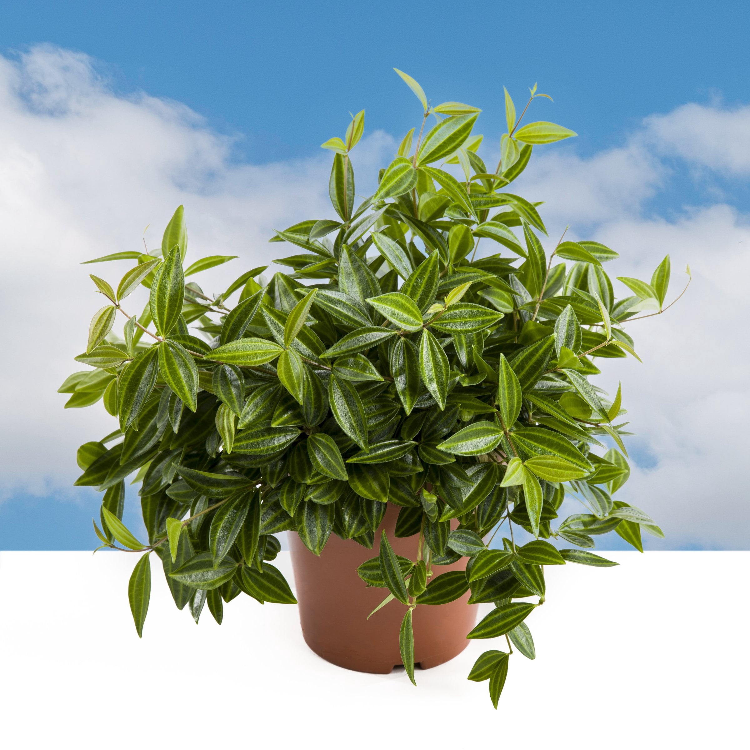 6 in. Peperomia Funky Frog Plant in Grower Container