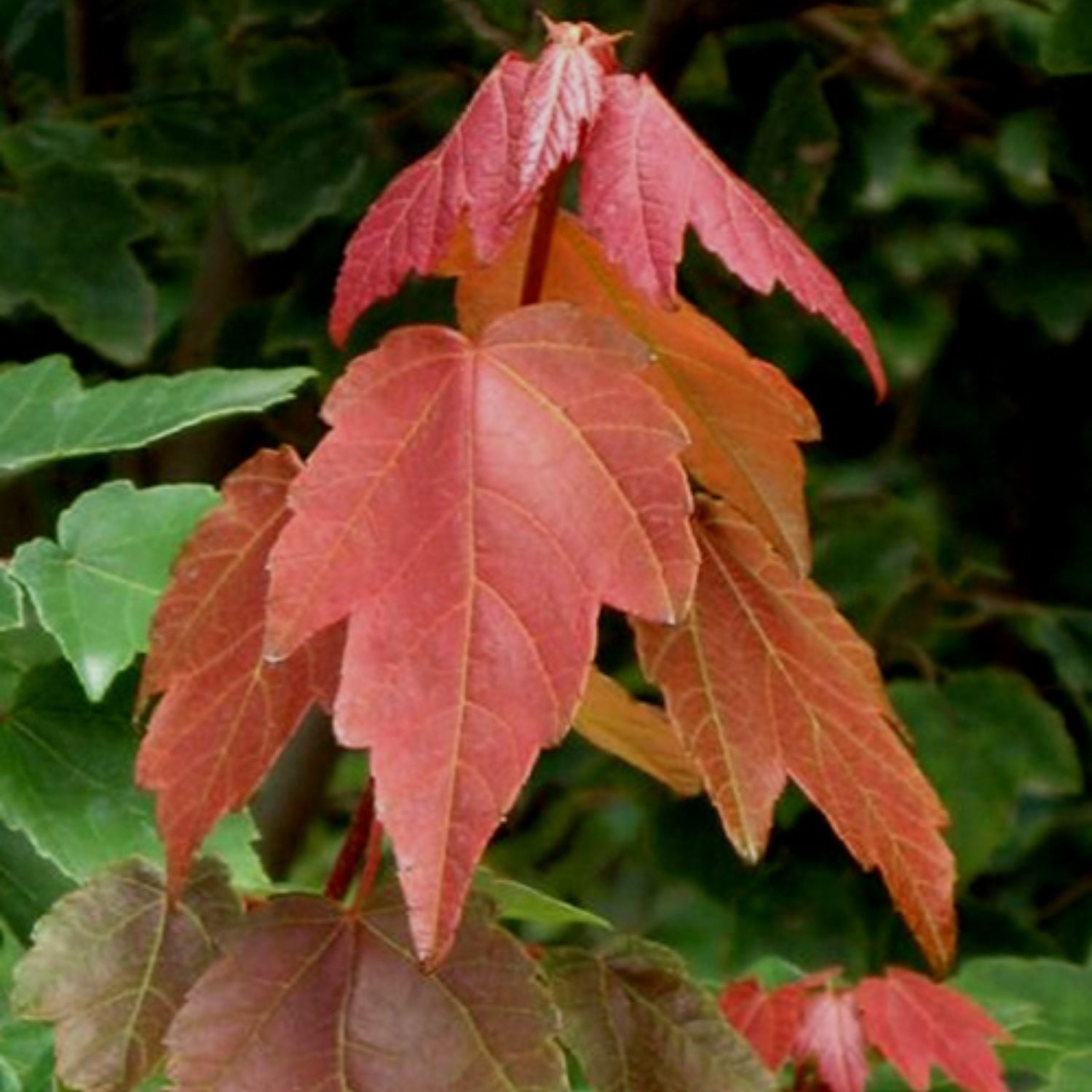 Expert Gardener 3-4 ft. tall Summer Red Maple Live Tree in 7- Gallon Grower Pot