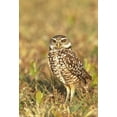 thumbnail image 2 of Williams, Joanne 23x32 Black Ornate Wood Framed with Double Matting Museum Art Print Titled - FL, Pompano Beach A burrowing owl, 2 of 4