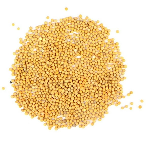Yellow Mustard Seeds