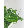 thumbnail image 4 of Bumble Plants Monstera Siltepecana Live Plant in 45" Hanging Pot, Rare Veiny Textured Foliage, 4 of 5