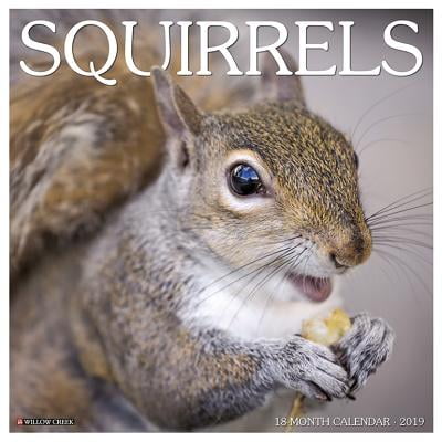 Playful Squirrels - Squirrels 2019 Wall Calendar (Other)