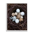 thumbnail image 4 of Stupell Industries Close Up Bird Eggs Nest Wildlife Nature Photography Photograph White Framed Art Print Wall Art, Design by Tania Soderman, 4 of 5
