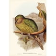 thumbnail image 2 of Gould, John 17x24 Gold Ornate Wood Framed with Double Matting Museum Art Print Titled - Kakapo-Strigops habroptius, 2 of 4