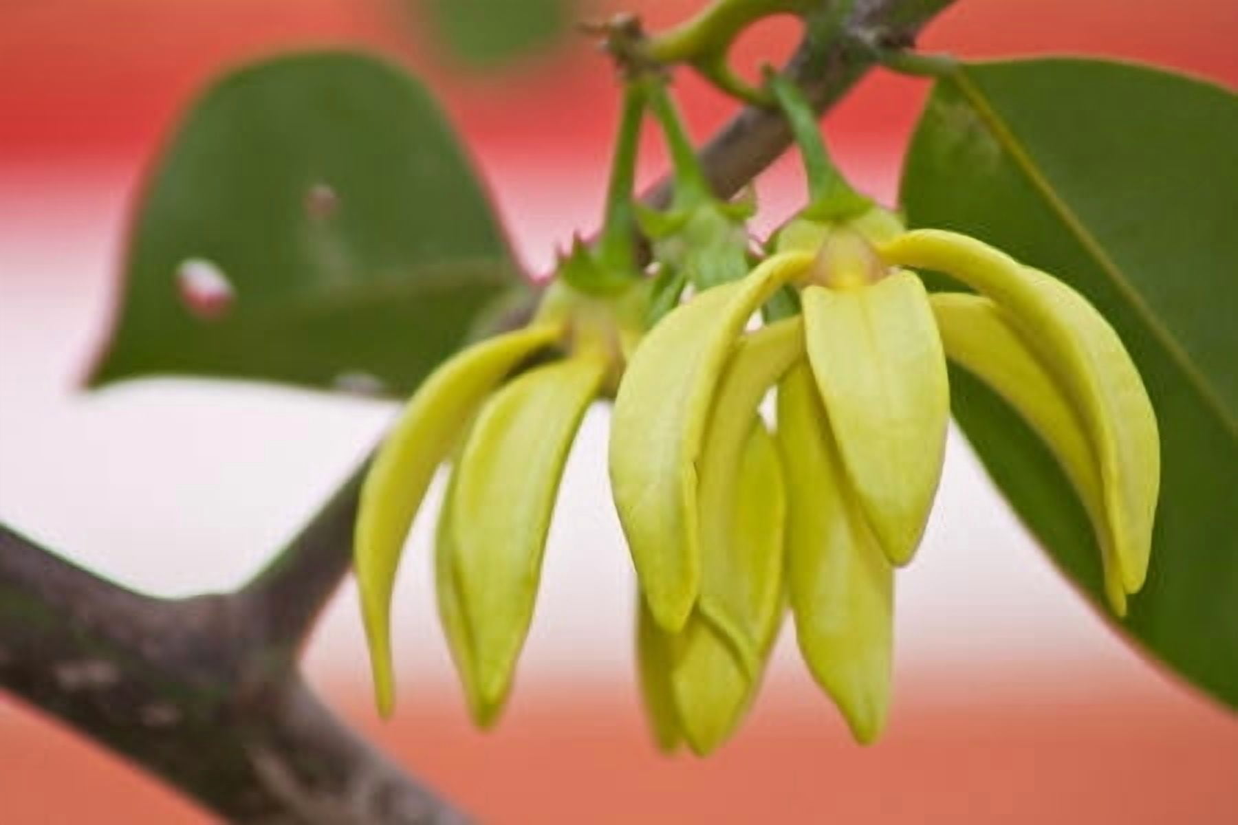 Ylang Ylang III Essential Oil 10 ml (1/3 fl oz) - 100% Pure and Natural by Silky Scents