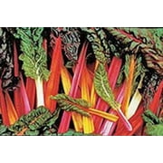 Swiss Chard Rainbow Mixture Garden Heirloom Vegetable 50 Seeds