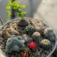 thumbnail image 4 of Pack of 3 Assorted Cactus Pack Bareroot Shipping Non-Repeated Varieties Cacti Cactus Gift Box for DIY Projects Home Decor Garden Succulents Plants Collections, 4 of 5