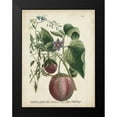 thumbnail image 2 of Weinmann 12x14 Black Modern Framed Museum Art Print Titled - Exotic Weinmann Botanical IV, 2 of 5