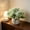 Green, variant on Faux Carnation Potted Plant, Fresh Artificial Flower Arrangement in Ceramic Pot for Home & Office Decor