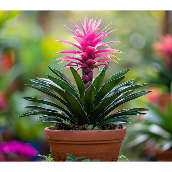 Wild Pineapple Bonsai Seeds for Planting (10 Seeds) - Bromelia Pinguin - Fun Indoor Plant
