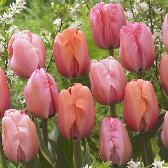 Van Zyverden Tulips Impression Mix Set of 25 Bulbs, Multicolor, Partial Sun, Perennial
