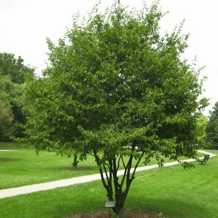 American Hornbeam Tree, American Hornbeam Live Plant for Outdoor, 6'' Tall in Quart Pot