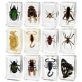 thumbnail image 1 of Objets Décoratifs Résine Transparente Ensemble de 12 Pcs pour Collection de Divers Spécimens d'Insectes Réels, 1 of 9