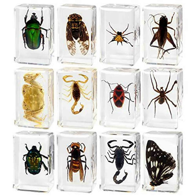 Objets Décoratifs Résine Transparente Ensemble de 12 Pcs pour Collection de Divers Spécimens d'Insectes Réels