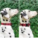 thumbnail image 3 of Collar De Acción Impermeable Para Perros | Collar De Perro, 3 of 8
