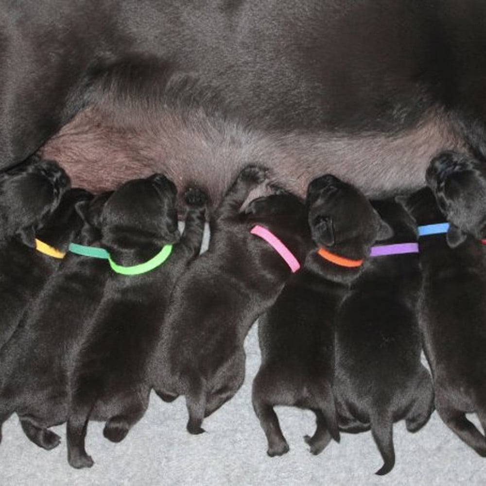 12 Colors Adjustable Pet Puppy Kitten Newborn ID Collars Litter Bands US 