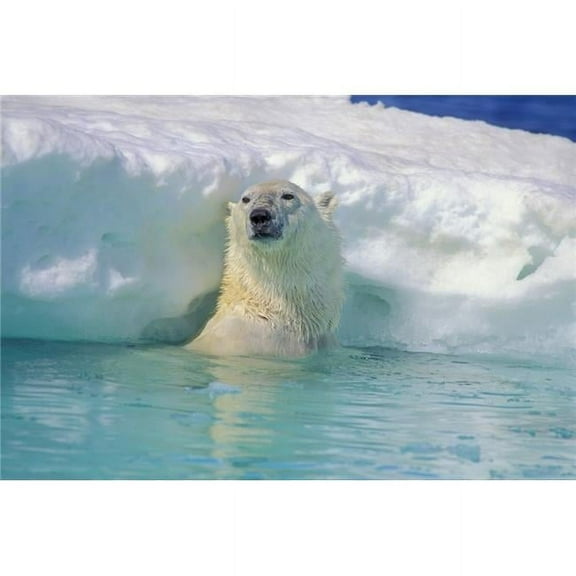 Polar Bear In Water Poster Print