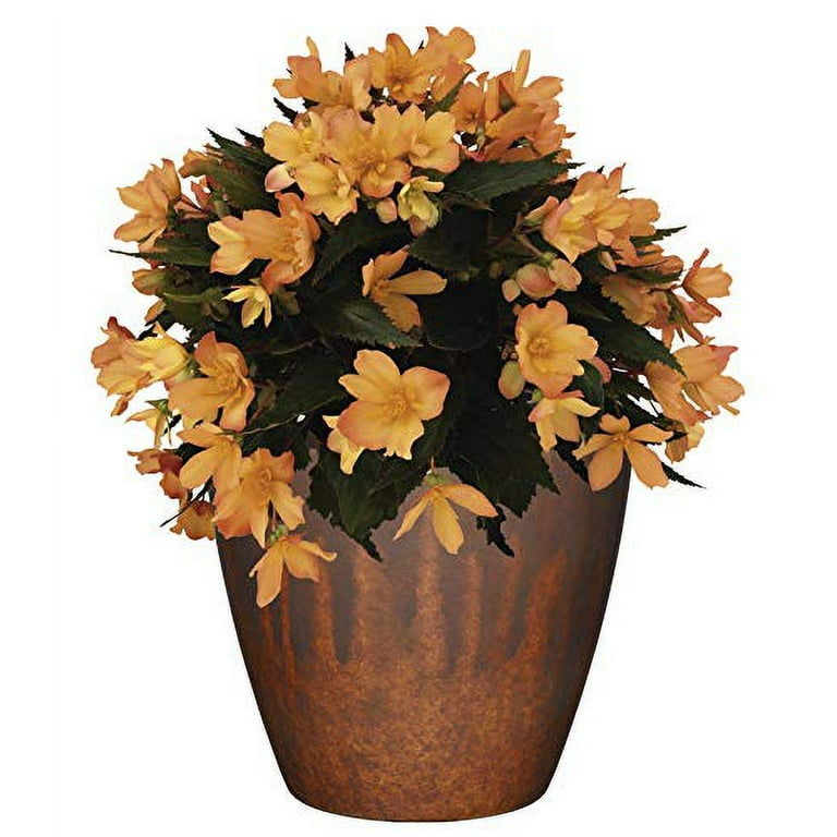 Classic Home and Garden 807-404R Premiere Collection Planter, Vogue 8