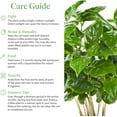 thumbnail image 6 of American Plant Exchange Arabica Coffee Plant, 6-Inch Pot, Live Fruiting Houseplant, Deep Green Foliage, 6 of 6