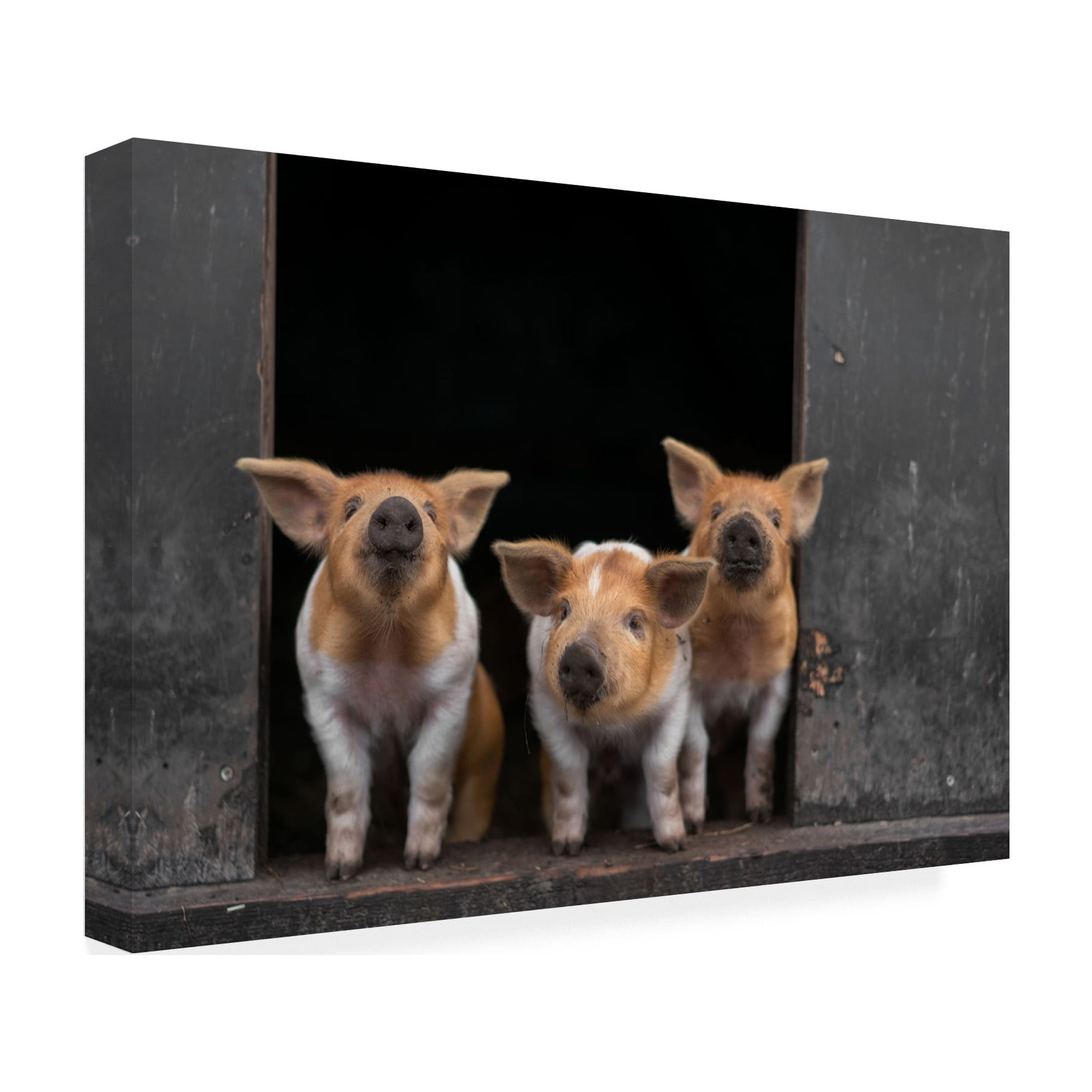 Gert van den '3 Pigs' Canvas Art