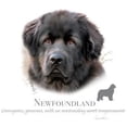 thumbnail image 2 of Newfoundland Dog Breed Beach Bag or Carry All Shopping Tote Bag Handbag by 101 BEACH - Unisex, 2 of 2