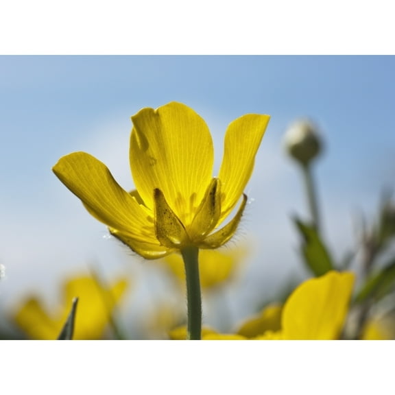 Posterazzi DPI1880734LARGE A Yellow Buttercup Against A Blue Sky - Northumberland, England Poster Print, 36 x 26 - Large