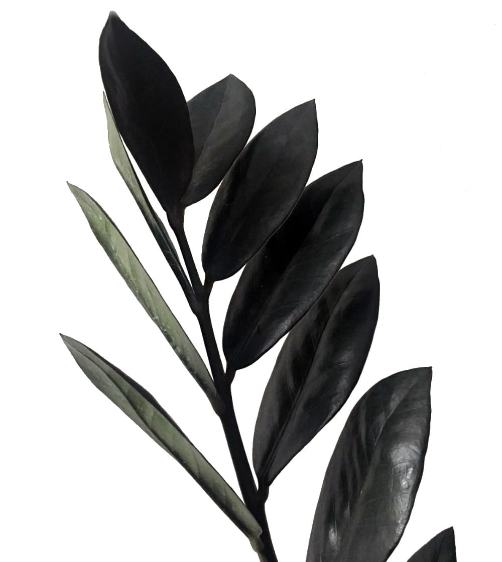 Rare Black Raven ZZ Plant - Zamioculcas zamiifolia - 4" Pot - Collector's - World's Easiest House Plant