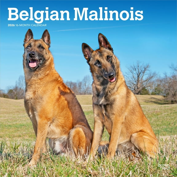 Belgian Malinois | 2026 12x24" (Hanging) Wall Calendar | Plastic-Free | BrownTrout