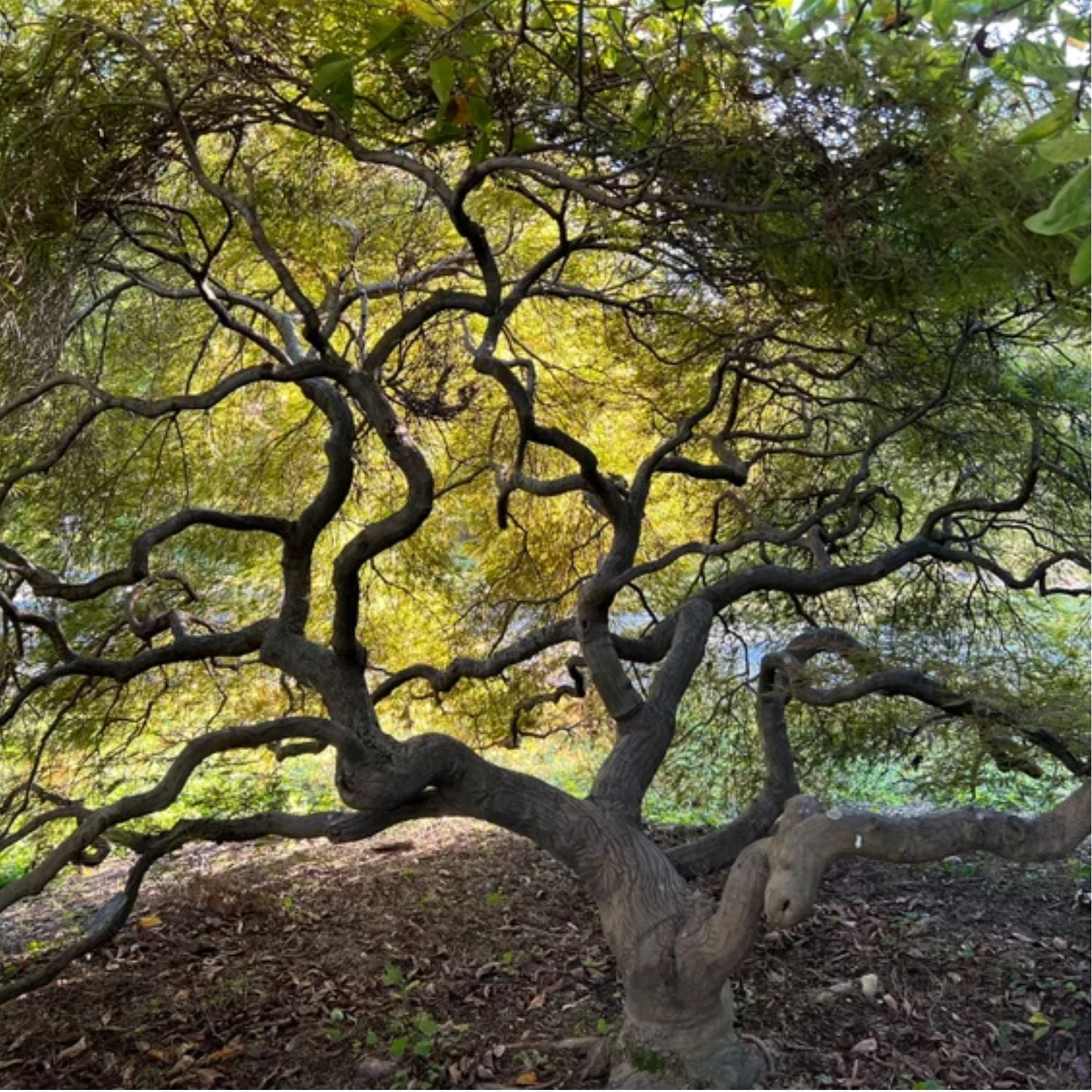 Expert Gardener 4-5' Maple Japanese Tamukeyama Live Tree in 2 gal. Grower Pot