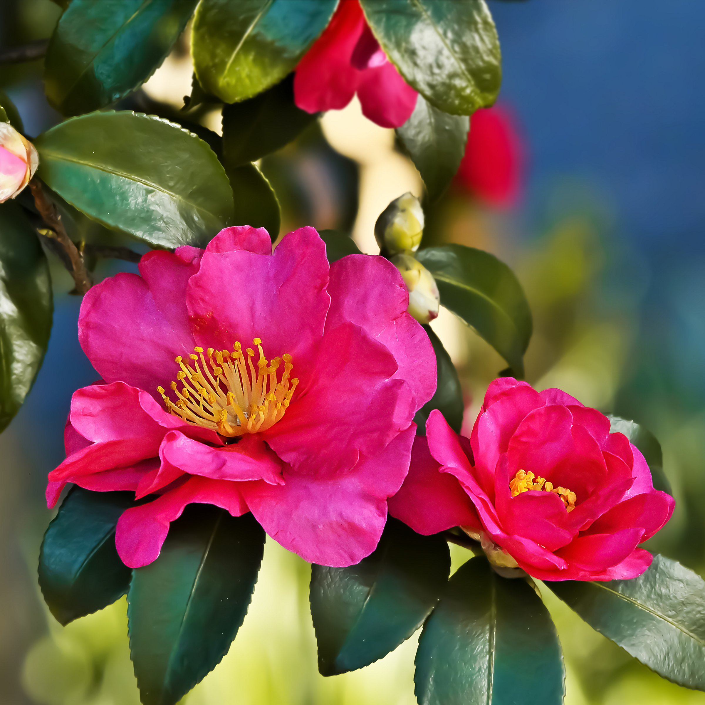 National Plant Network 3 gal. Camellia Sasanqua Rose of Autumn Shrub