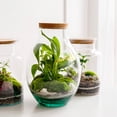 thumbnail image 4 of Unique Bargains Terrarium Air Plant Planter, 4.8 Inch High Borosilicate Glass Drop Shaped Display Decorations with Cork Plug, Clear, 4 of 5
