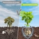 thumbnail image 4 of 8 Paquetes de Cestas Protectoras de Raíz de Acero Inoxidable de 5 Galones para Proteger la Raíz de la Planta de los Daños de la Raíz de los , los Topillos y las Tuzas, 4 of 8
