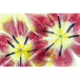 thumbnail image 3 of Disher, Mandy 24x17 Black Modern Framed Museum Art Print Titled - Tulips, 3 of 5