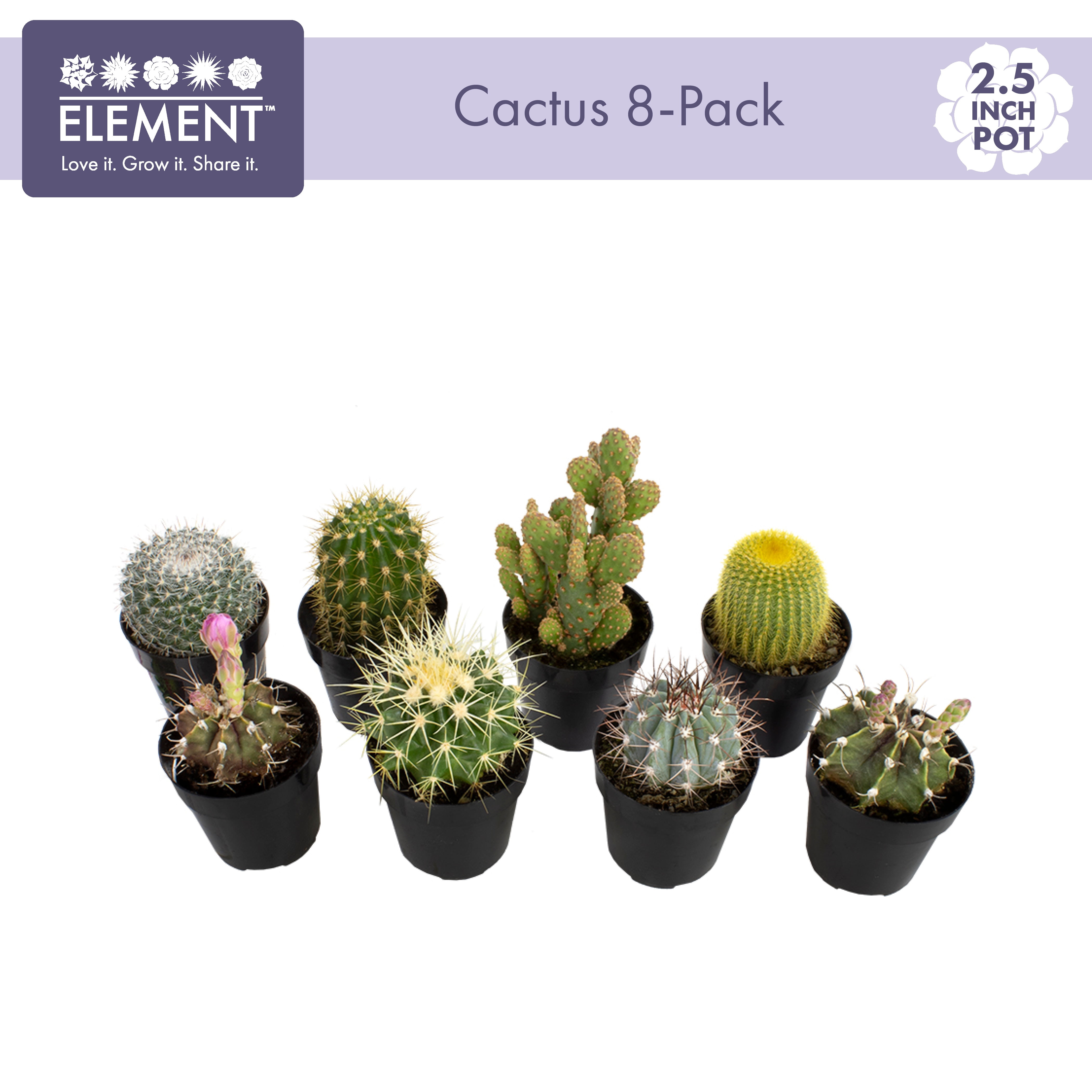 5 Miniature Cactus Cacti Torn HOT COLD Various Shade Plant Craft Doll house L1 