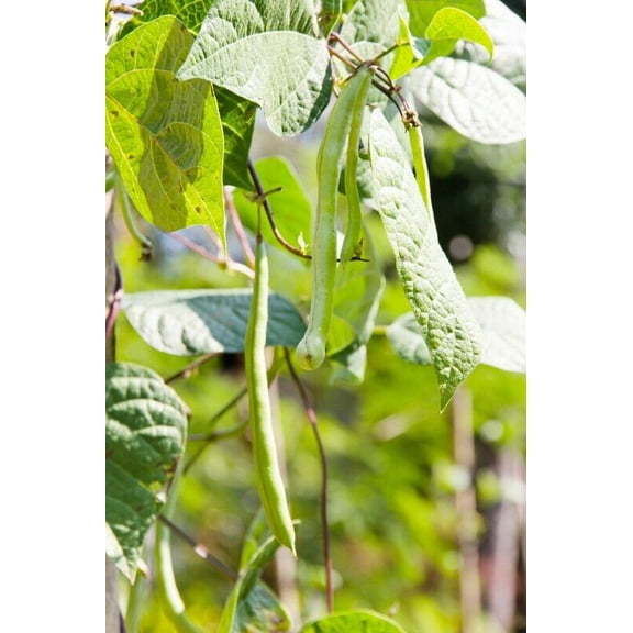 Kentucky Wonder Pole Bean Seeds