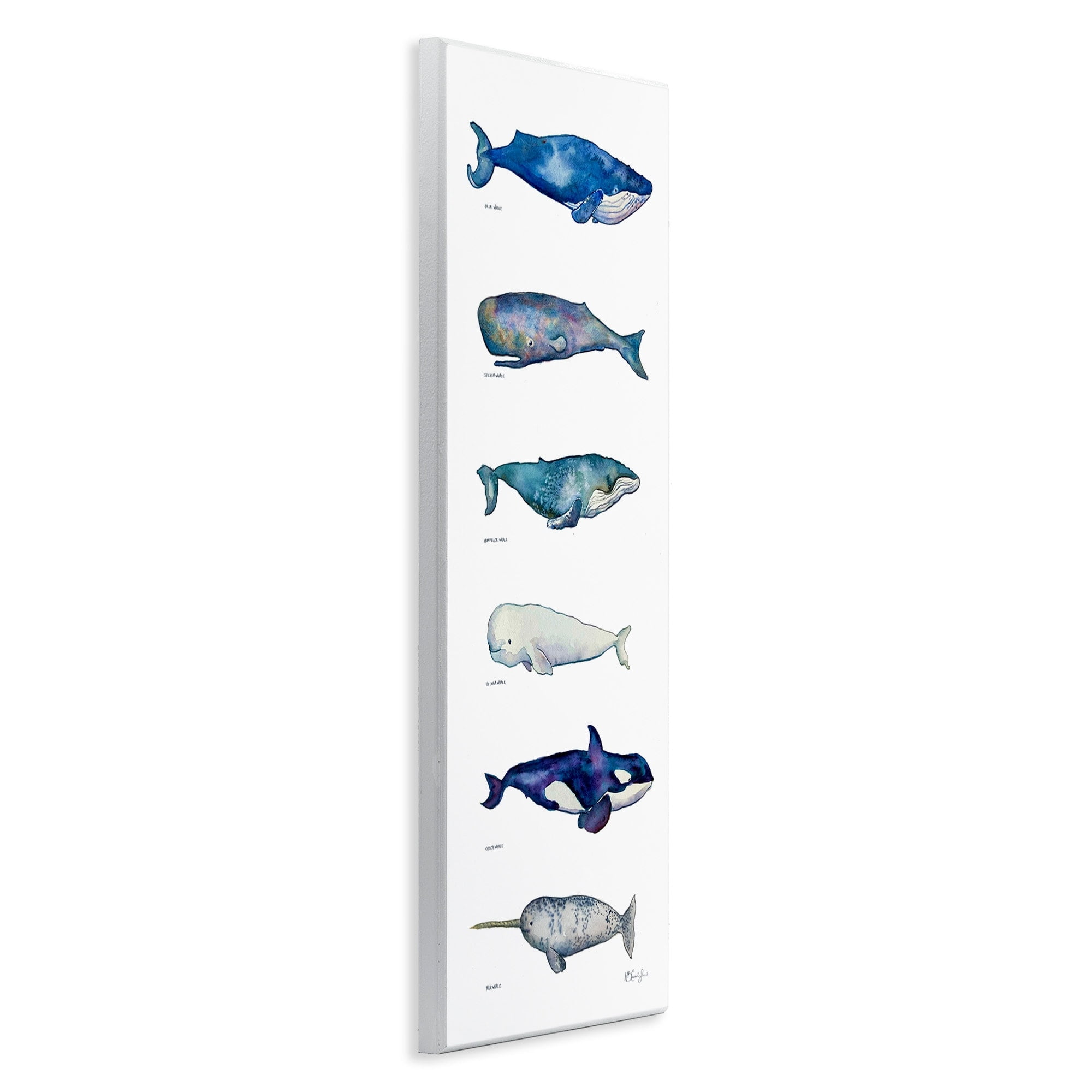 Stupell Industries Maritime Sea Life Ocean Whales Narwhal Chart Diagram , 7 x 17, Design by MB Cunningham