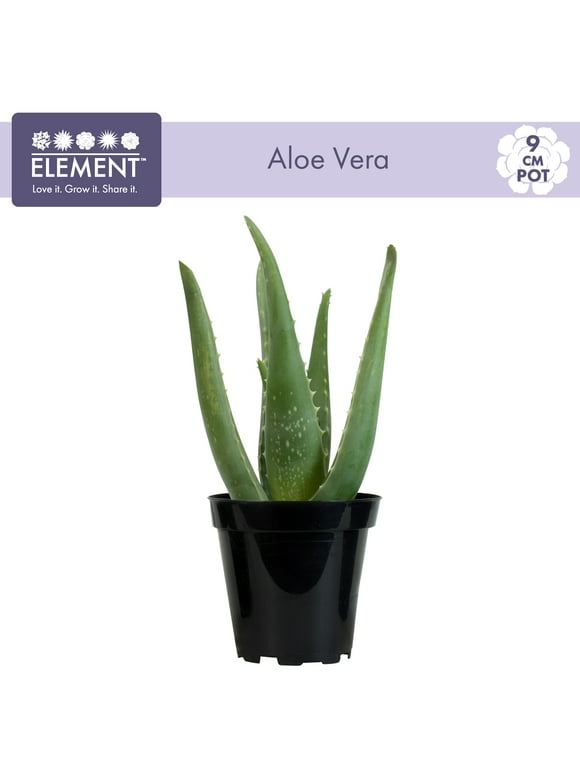 Majestueus Vader Terugspoelen Aloe Vera Plants in Indoor Plants - Walmart.com
