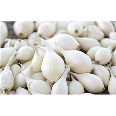 

White Onion Sets 60-80 Bulbs