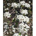 Viburnum Walter's Whorled Class Extra Large 3 Gallon Plants
