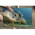 thumbnail image 3 of Sea Turtle Face (19x27 inches, Premium 500 Piece Jigsaw Puzzle for Adults and Family, Made in USA), 3 of 4