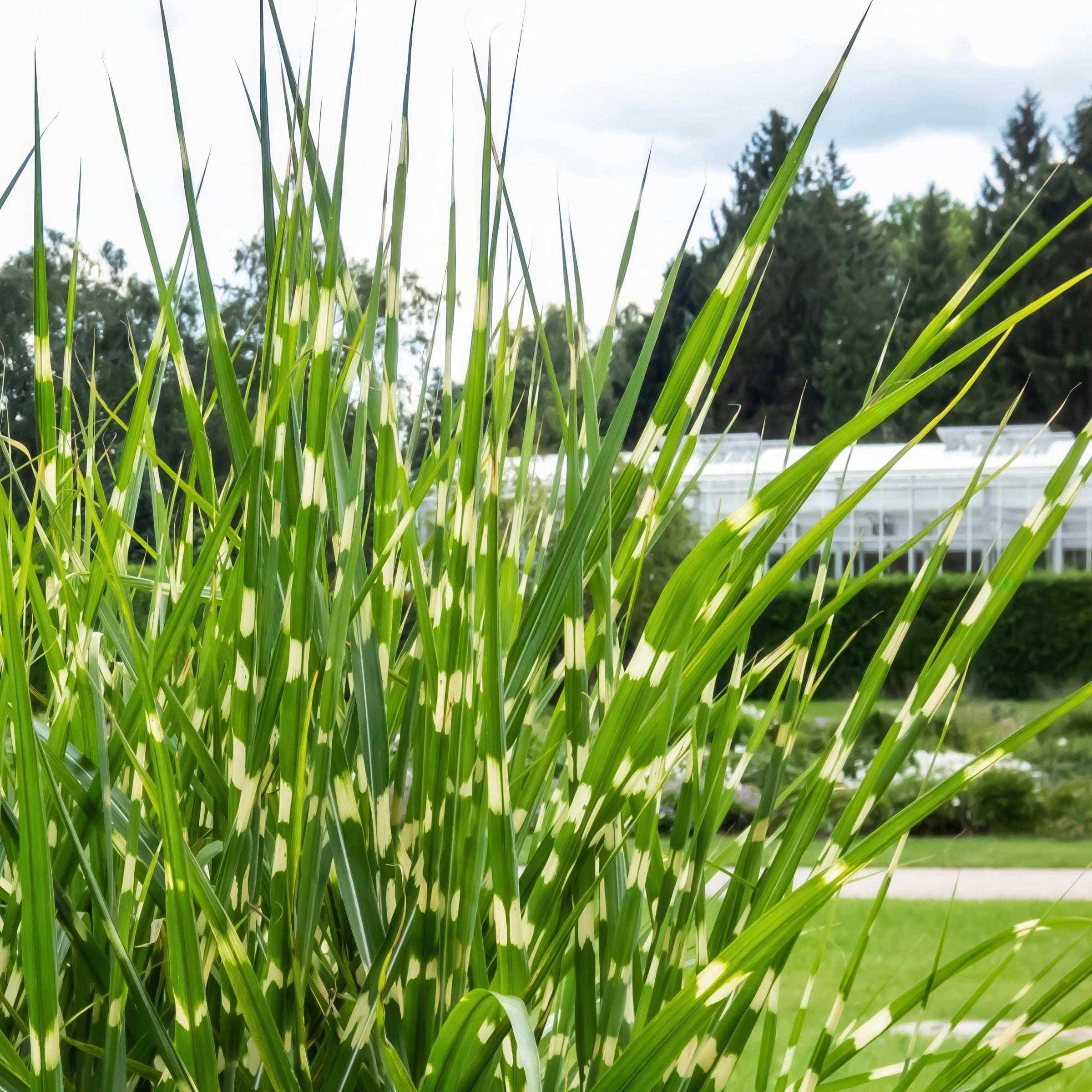 4 in. Miscanthus Bandwidth Dwarf Maiden Live Ornamental Grass (3-Pack)